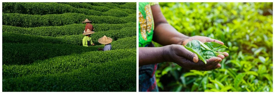 green tea plantation green tea plantation